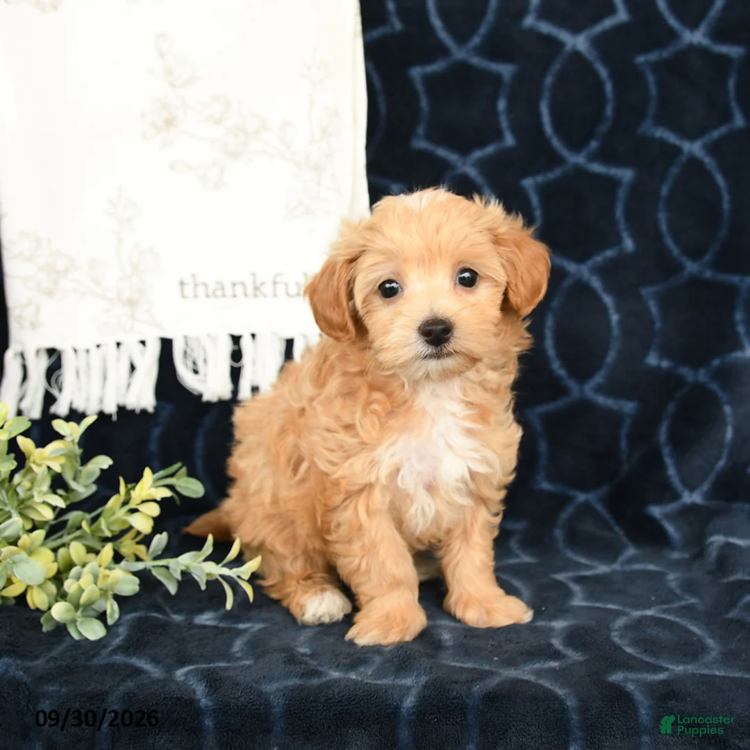 Maltipoo dogs for sale: Autumn - Ad 2