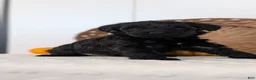 Schnoodle dogs for sale: Raven - Ad 7