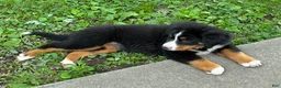 Bernese Mountain Dog dogs for sale: Bernese Mountain Dog Puppy 2 - Ad 5