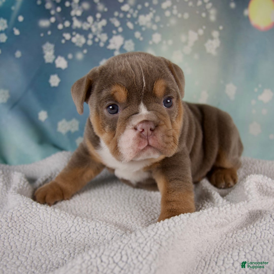 Mixed Breed dogs for sale: Flicka - Ad 2