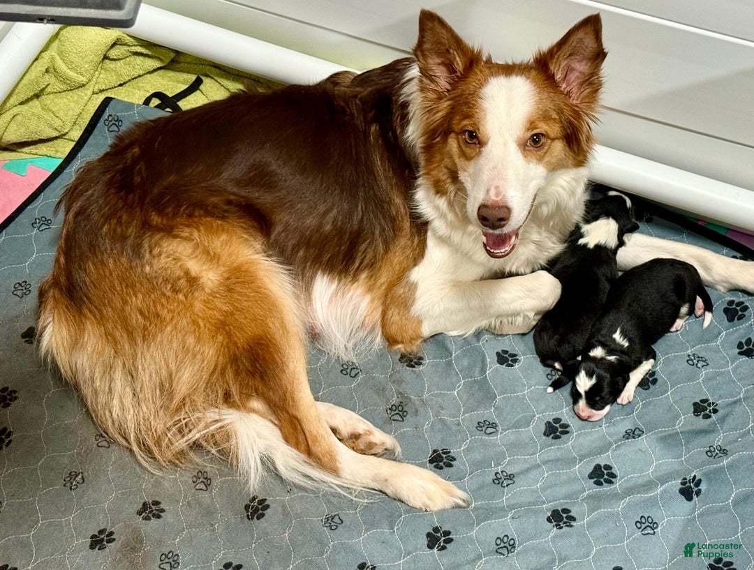 Border Collie dogs for sale: Border Collie “Bell” - Ad 3