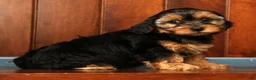 Yorkiepoo dogs for sale: Caleb - Ad 3