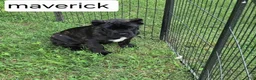 Cane Corso dogs for sale: Maverick - Ad 2