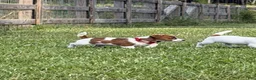 Jack Russell Terrier dogs for sale: Colt - Ad 2