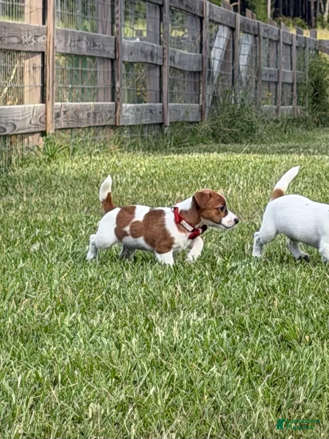 Jack Russell Terrier dogs for sale: Colt - Ad 2