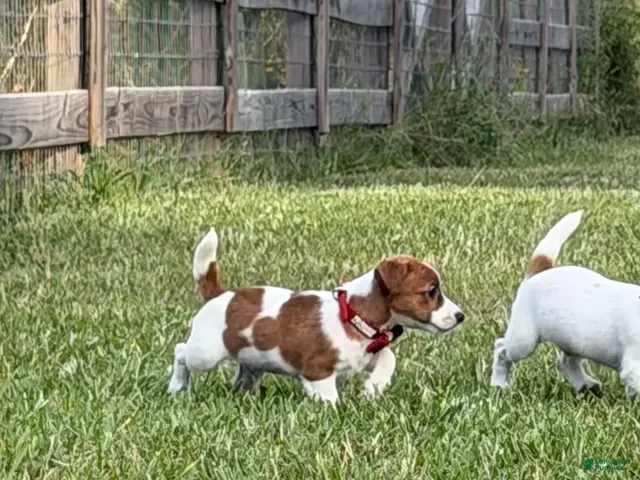 Jack Russell Terrier dogs for sale: Colt - Ad 2