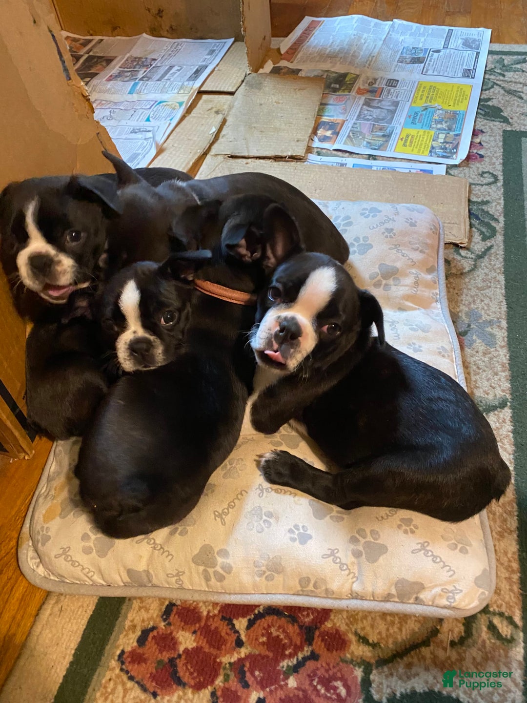 Gallery Image {{count}}