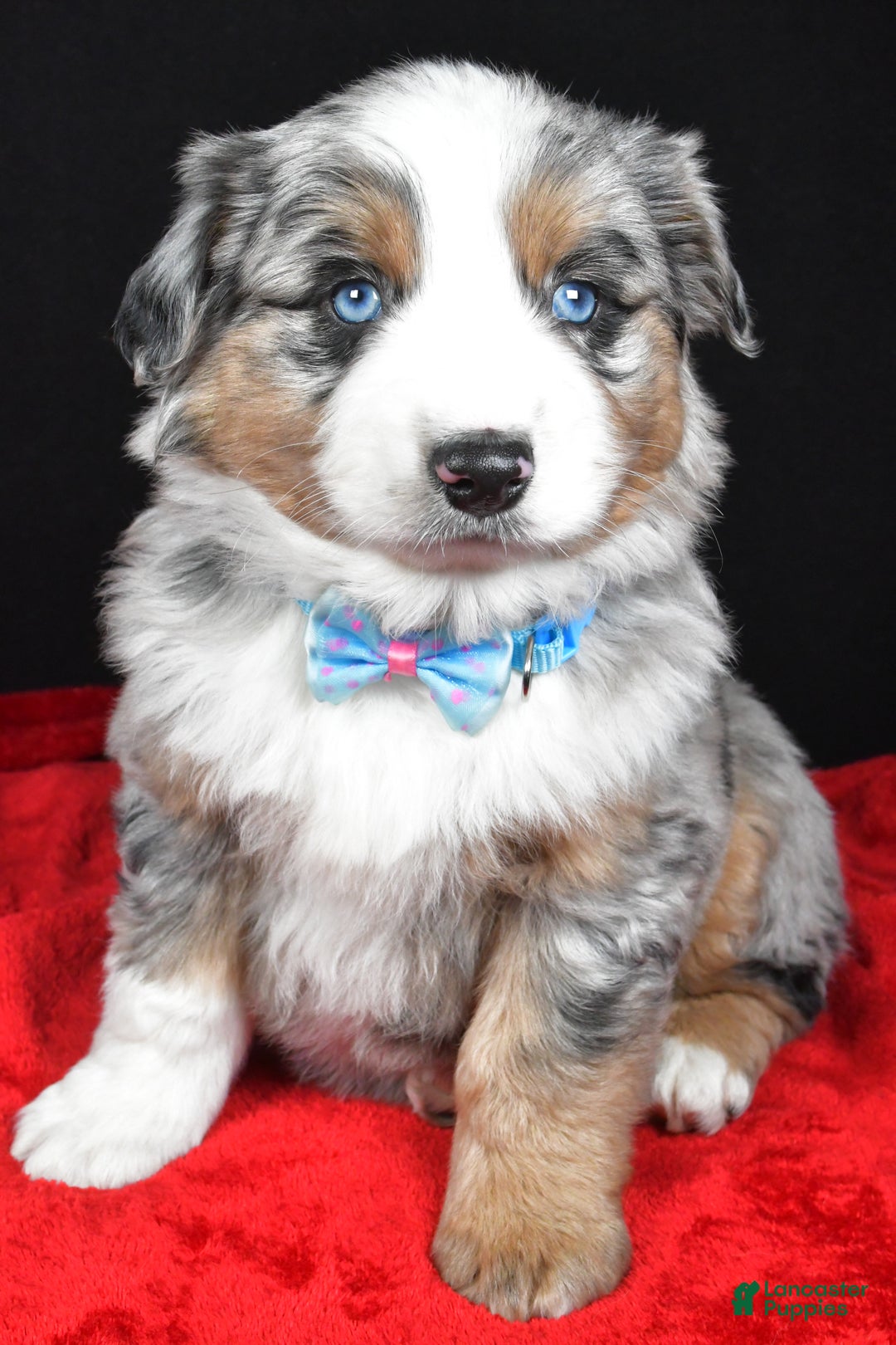 Miniature Australian Shepherd dogs for sale: Rexton - Ad 2