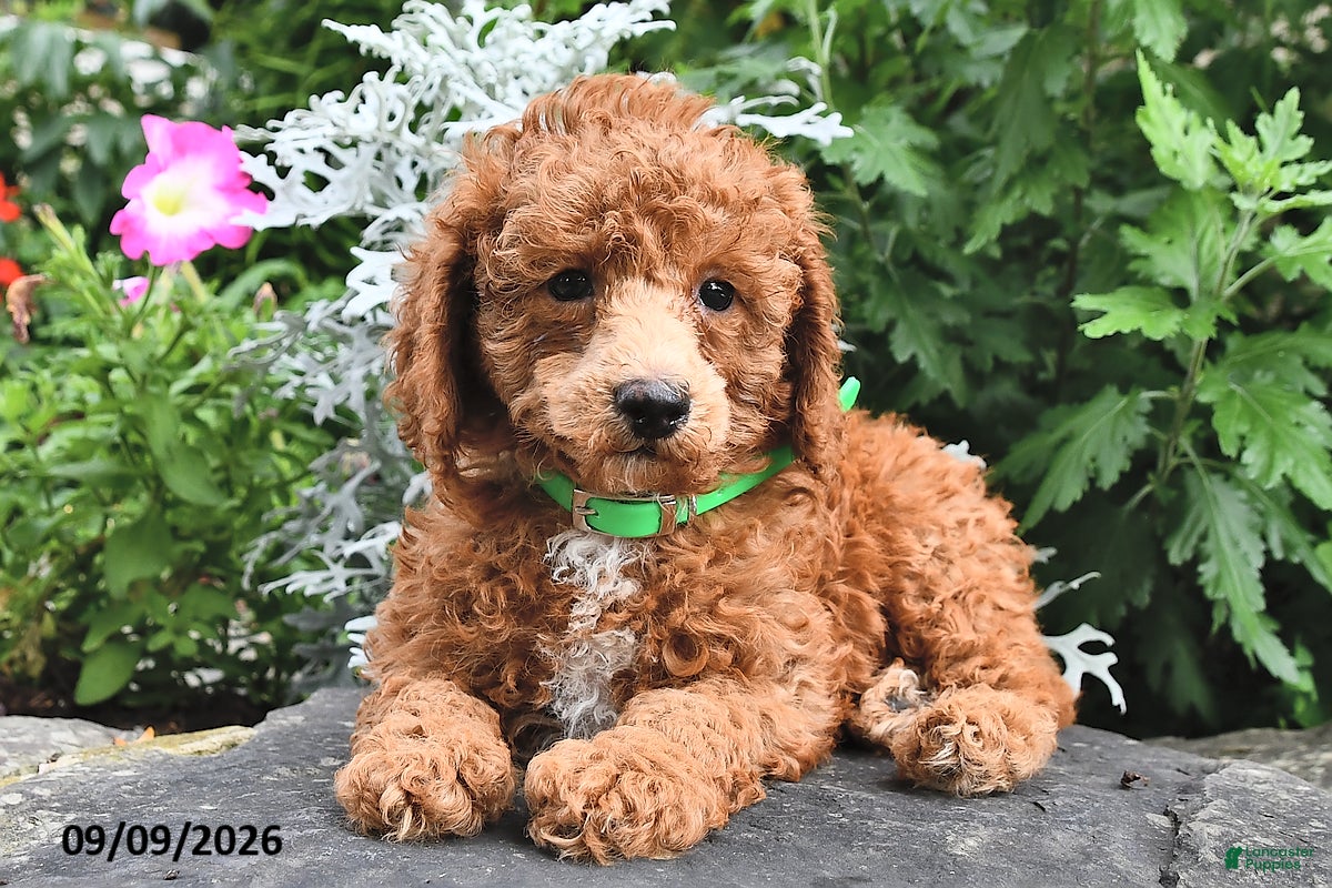 Miniature Poodle dogs Flip  - Ad 1