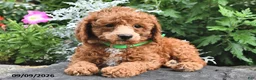 Miniature Poodle dogs for sale: Flip  - Ad 1
