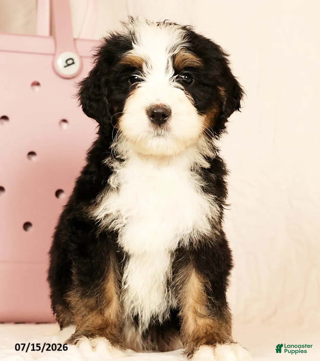 Bernedoodle dogs for sale: Rusty - Ad 1