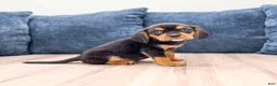 Beaglier dogs for sale: Wren - Ad 3