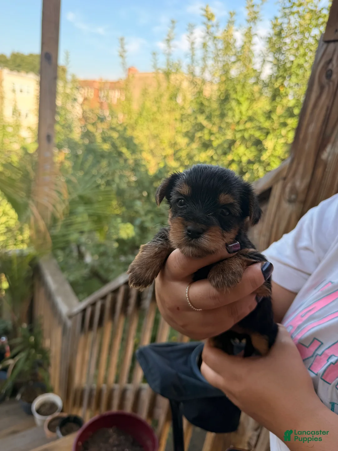 Yorkshire Terrier dogs for sale: Yorkshire Terrier 2 - Ad 2