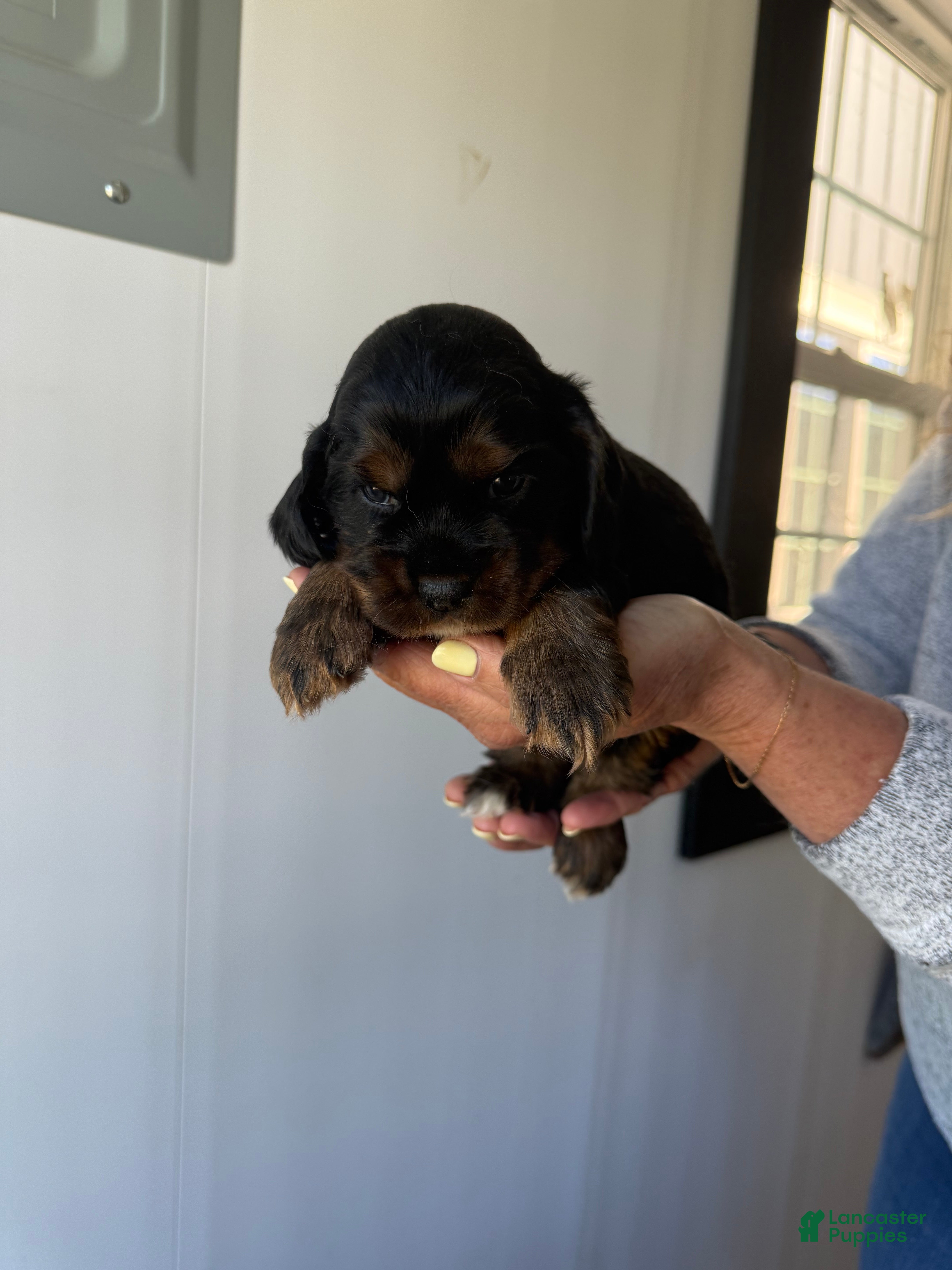 Cocker Spaniel dogs Enzo - Ad 2
