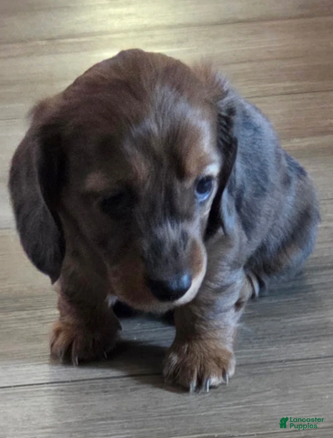 Miniature Dachshund dogs for sale: Miniature Dachshund Puppy 3 - Ad 2