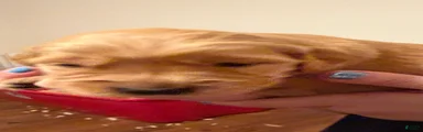 Golden Retriever 8