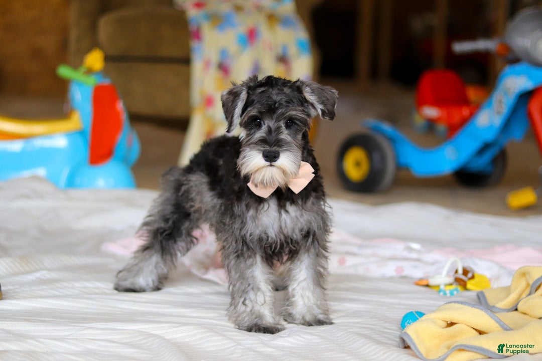 Miniature Schnauzer dogs for sale: Charity - Ad 5