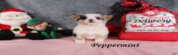 Welsh Corgi Pembroke dogs for sale: Peppermint - Ad 3