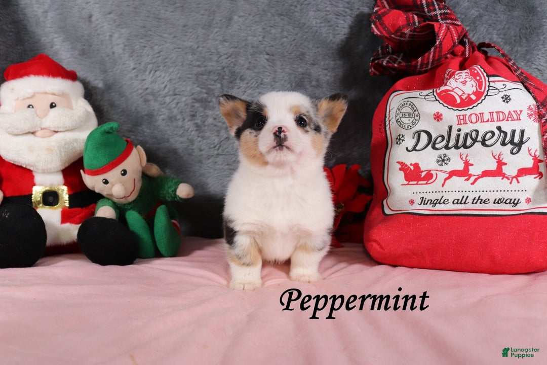 Welsh Corgi Pembroke dogs for sale: Peppermint - Ad 3