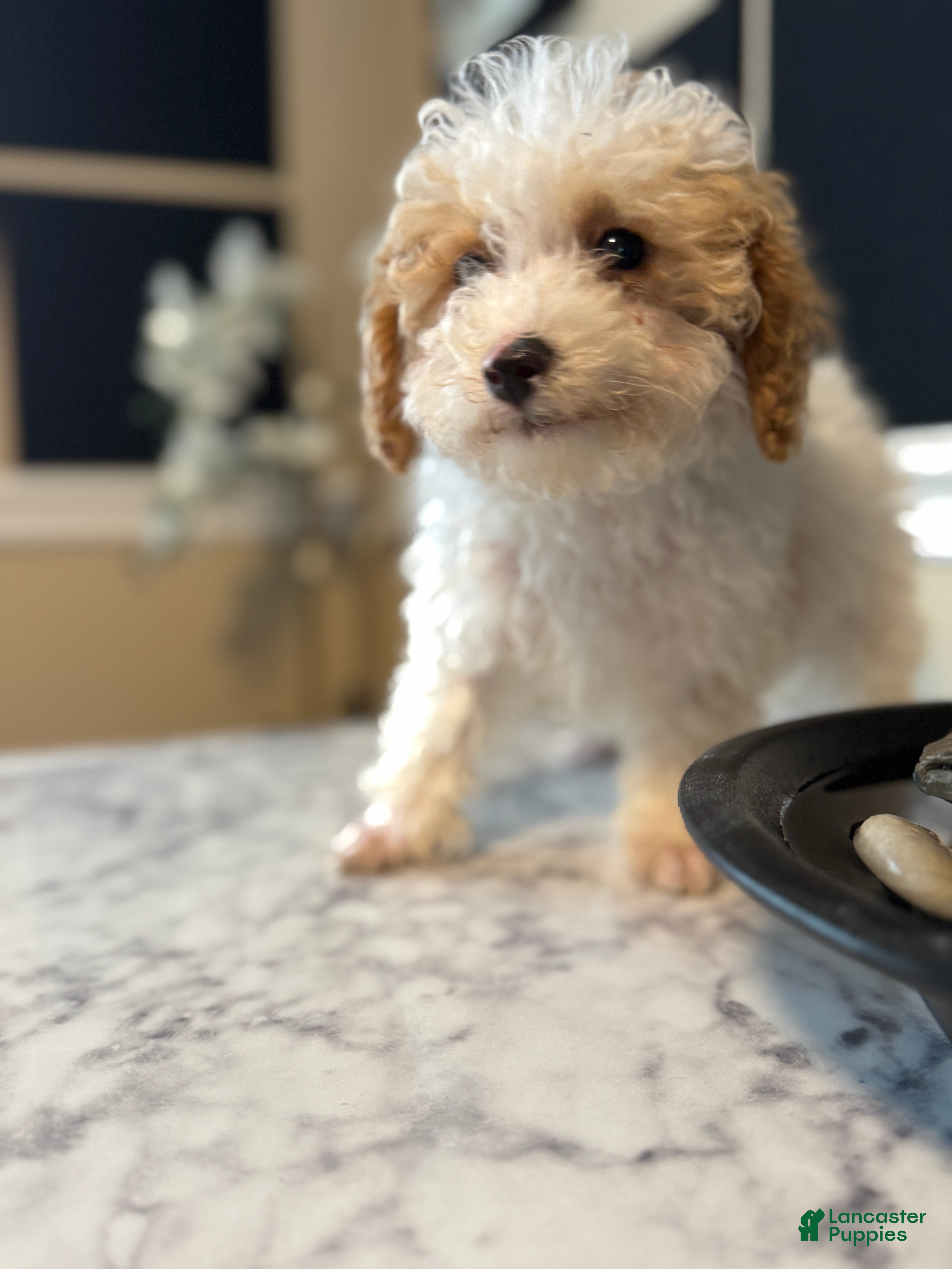 Toy Poodle dogs Frosty - Ad 1