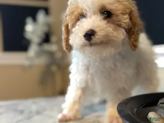 Toy Poodle dogs for sale: Frosty - Ad 3