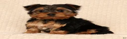 Yorkshire Terrier dogs for sale: Ginger - Ad 5