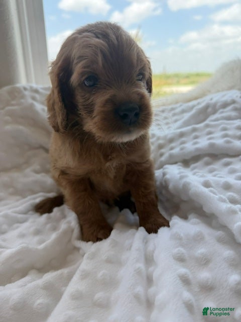 Mini Goldendoodle dogs for sale: Dallas - Ad 1