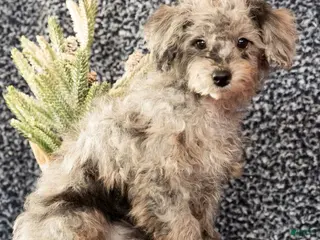 Miniature Poodle dogs Fulton - Ad 8