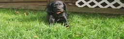 Labrador Retriever dogs for sale: Labrador Retriever orange - Ad 2