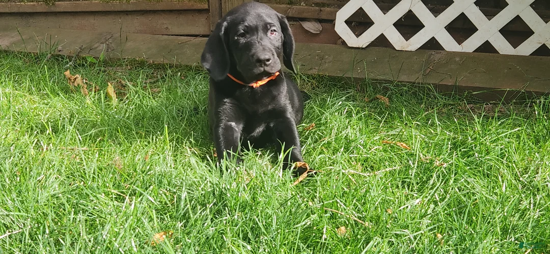 Labrador Retriever dogs for sale: Labrador Retriever orange - Ad 2