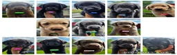 Labrador Retriever dogs for sale: Luigi - Ad 17