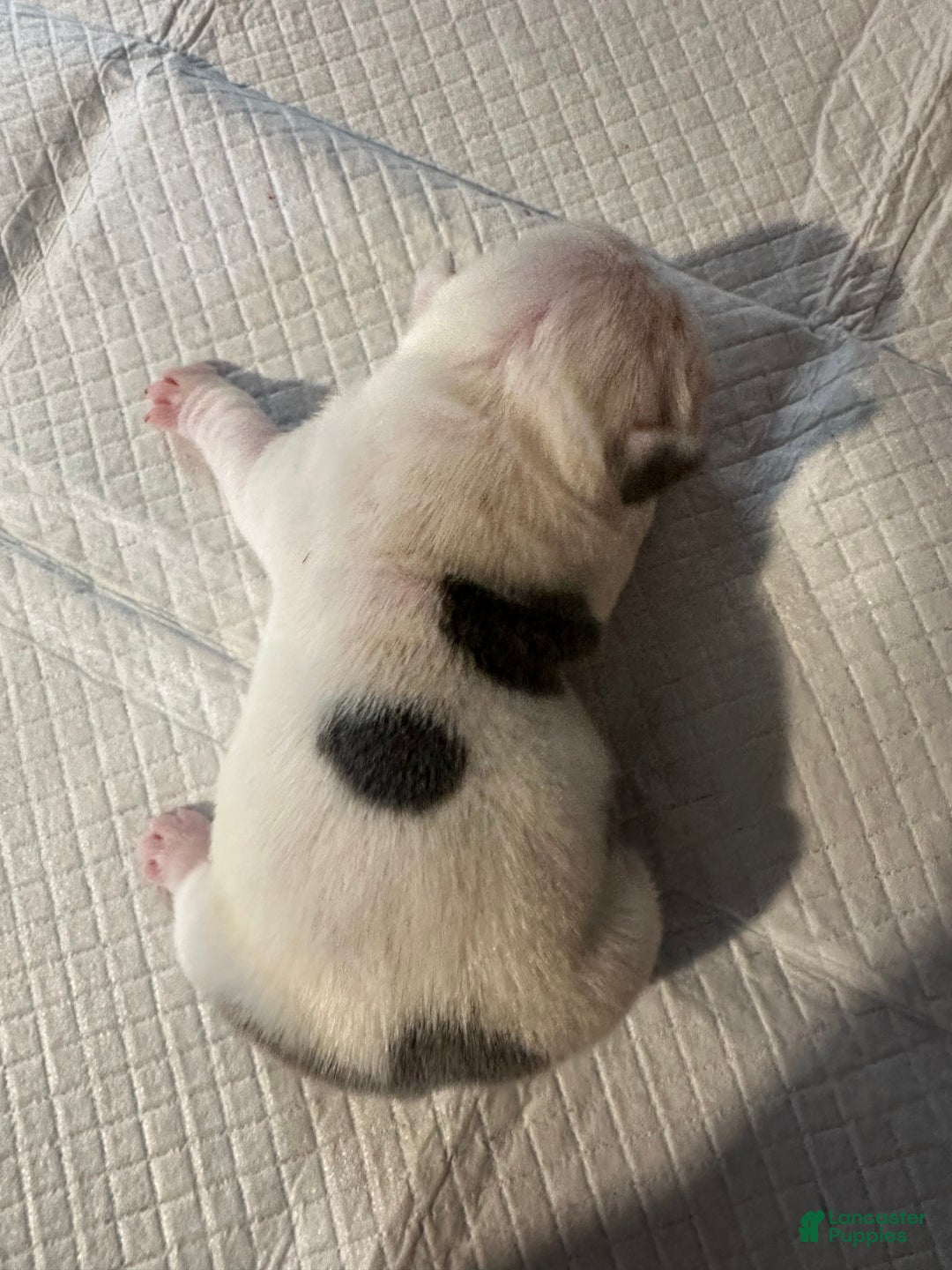 English Bulldog dogs for sale: Blue Fawn Merle Boy  - Ad 18