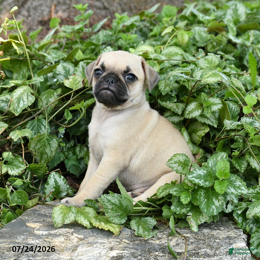 Pug dogs Donna - Ad 2