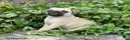 Pug dogs for sale: Donna - Ad 2