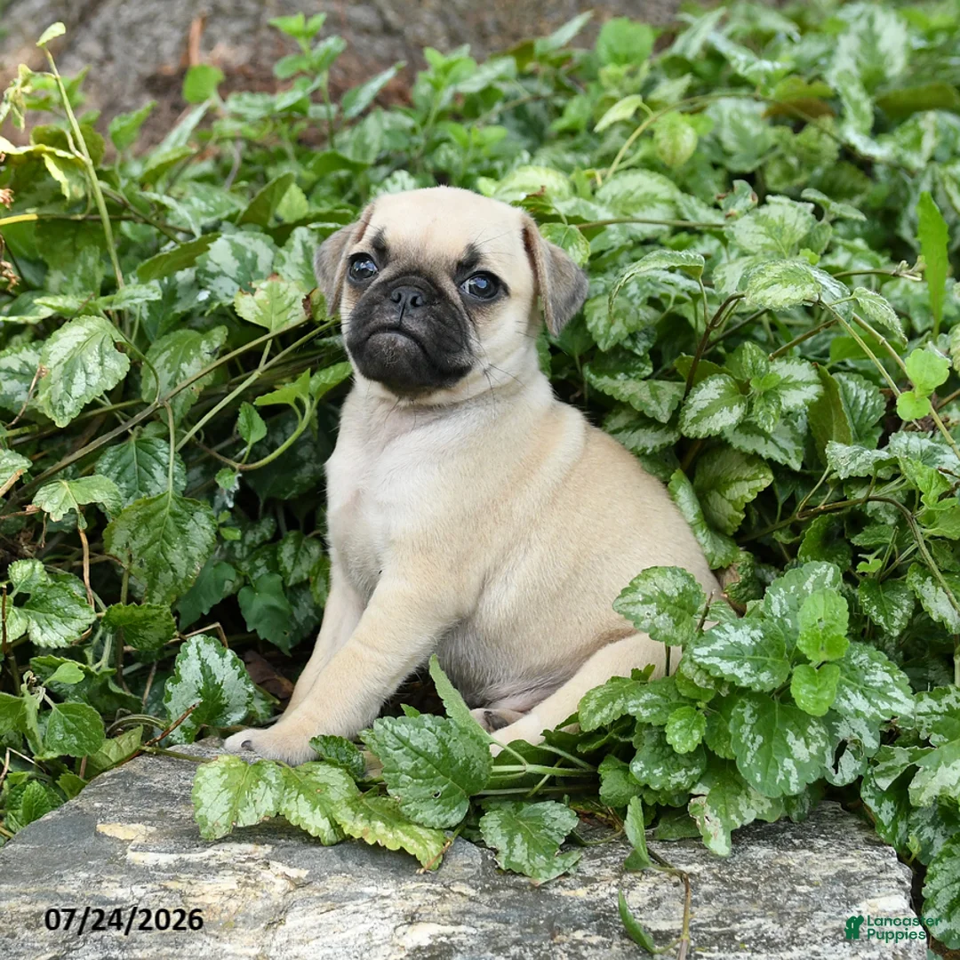Pug dogs for sale: Donna - Ad 2