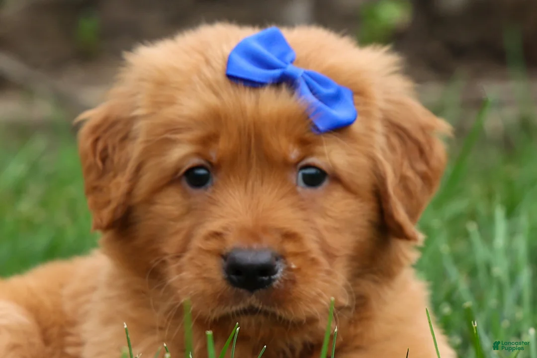Golden Retriever dogs for sale: Quincy💙 - Ad 2