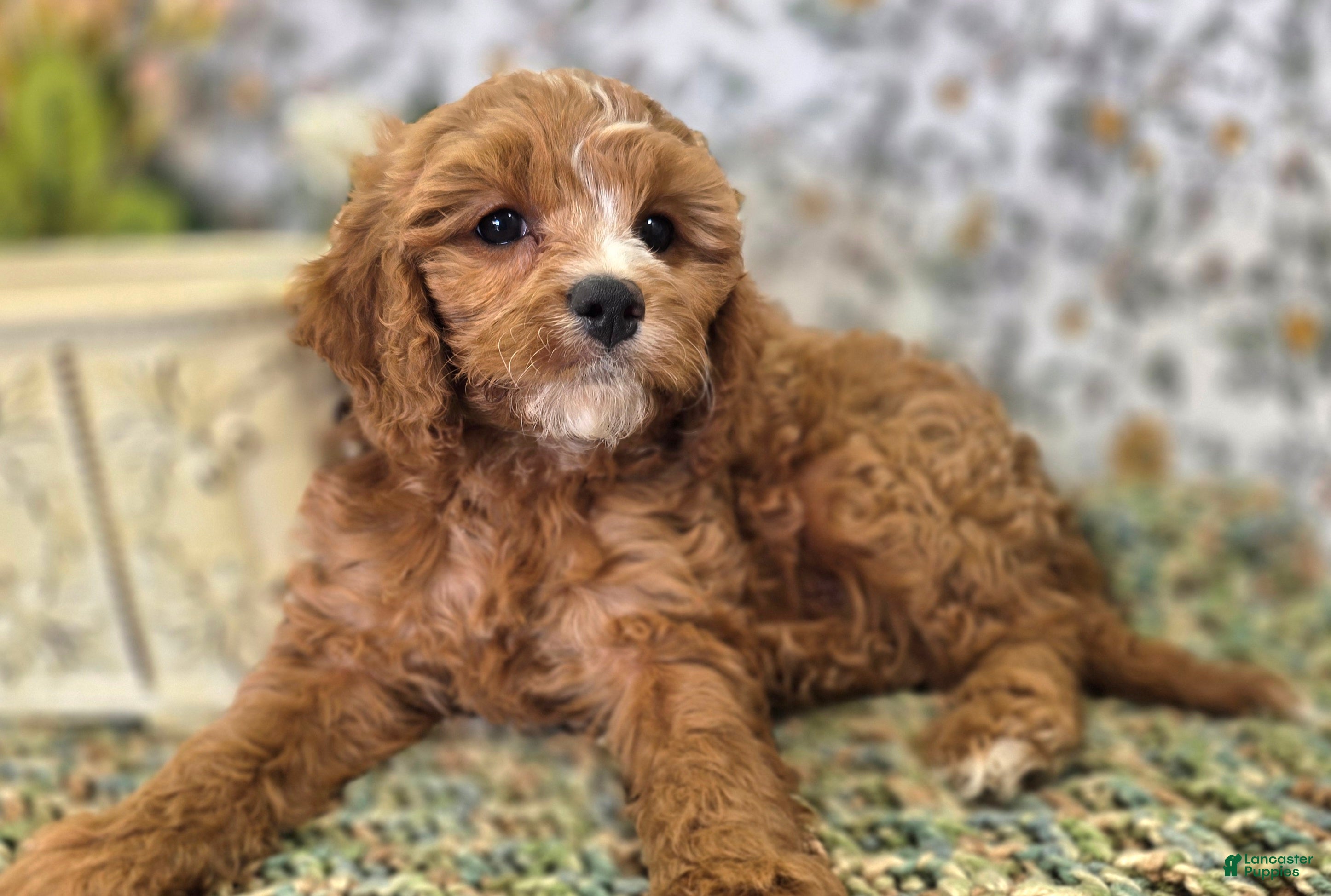Cavapoo dogs Blizzard - Ad 20