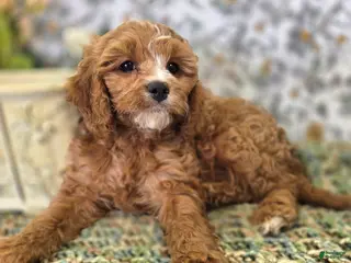 Cavapoo dogs Blizzard - Ad 20