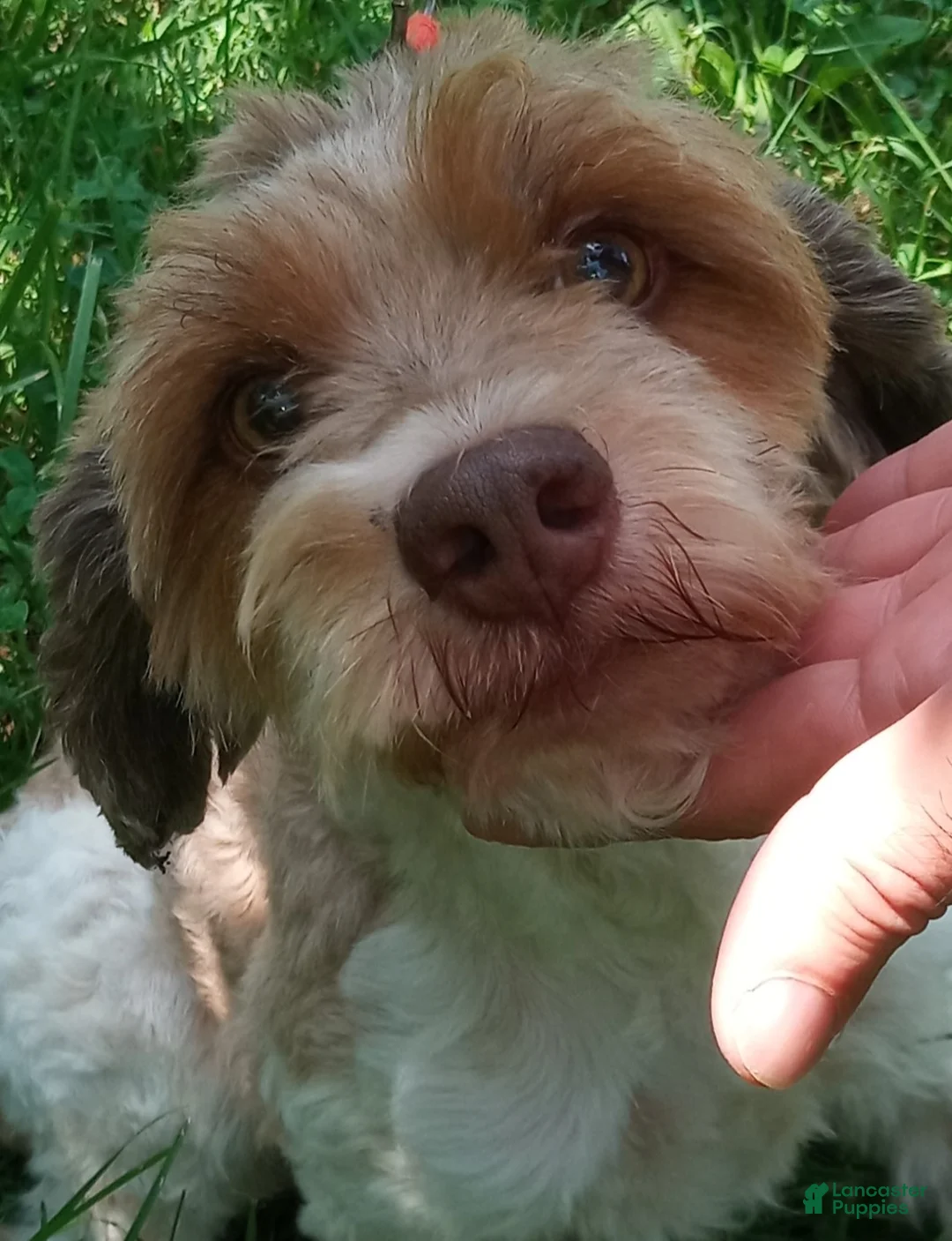 Cockapoo dogs for sale: Rusty Rooster - Ad 7