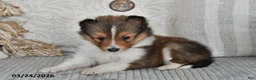 Shetland Sheepdog dogs for sale: Patty - Ad 4