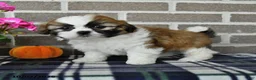 Shih Tzu dogs for sale: Caleb - Ad 3