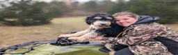 Mini Bernedoodle dogs for sale: Percy - Ad 4