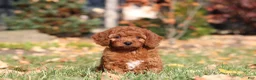 Cavapoo dogs for sale: Pearl - Ad 4
