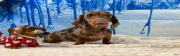 Miniature Dachshund dogs for sale: Rianna dappleShow boy - Ad 7