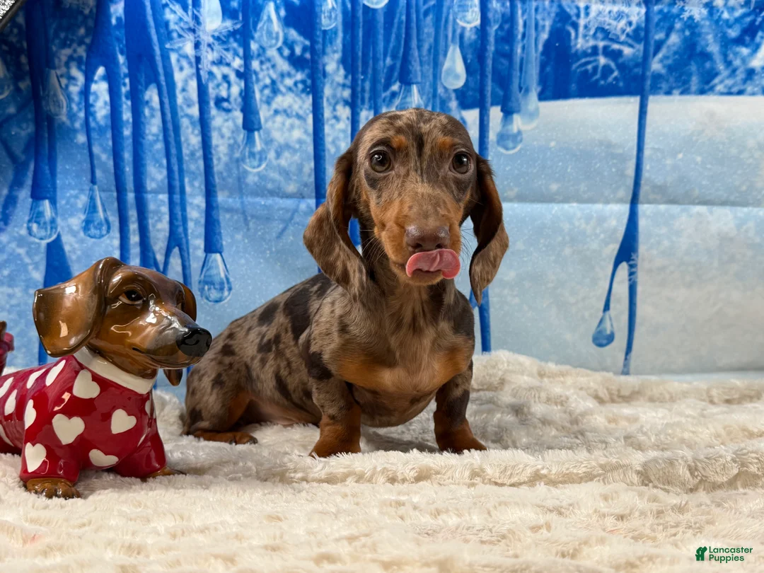 Miniature Dachshund dogs for sale: Rianna dappleShow boy - Ad 7