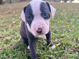 American Pit Bull Terrier dogs - Ad 41