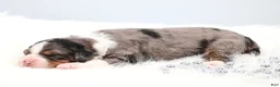 Mini Bernedoodle dogs for sale: Felix  - Ad 1
