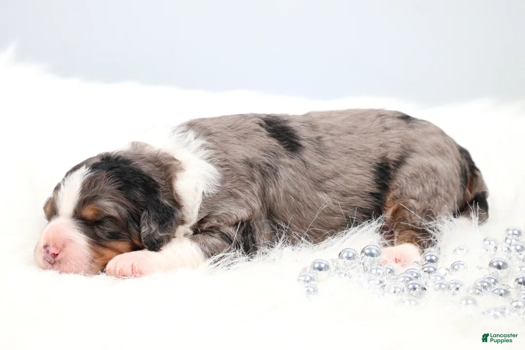 Mini Bernedoodle dogs for sale: Felix  - Ad 1