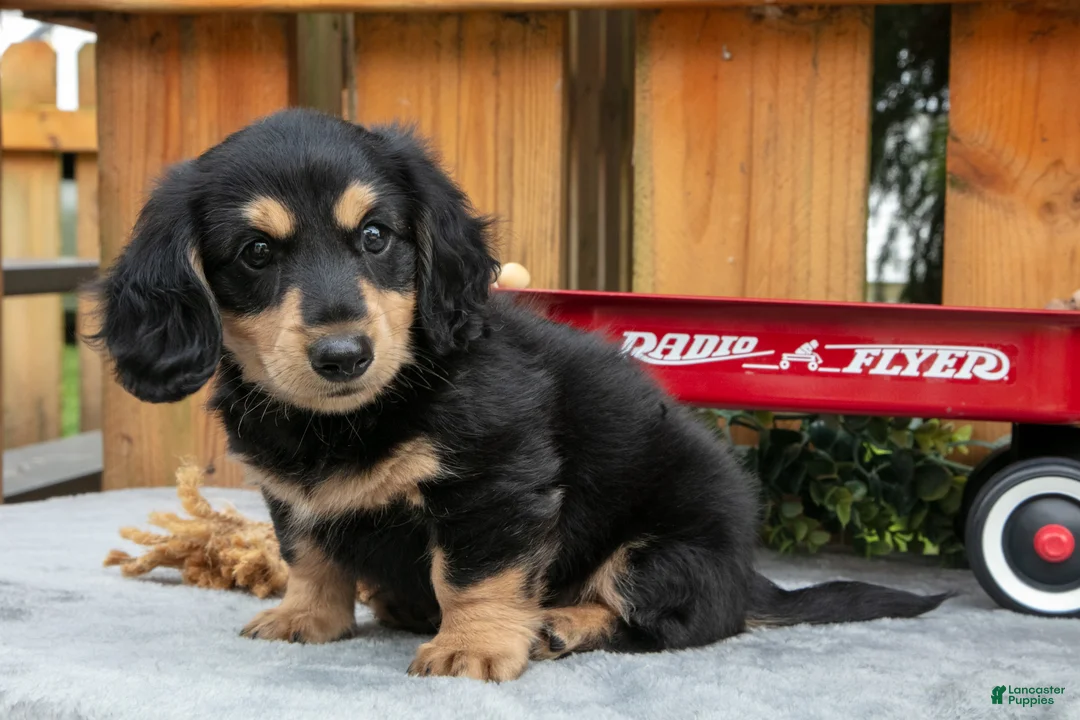 Miniature Dachshund dogs for sale: Chase - Ad 1