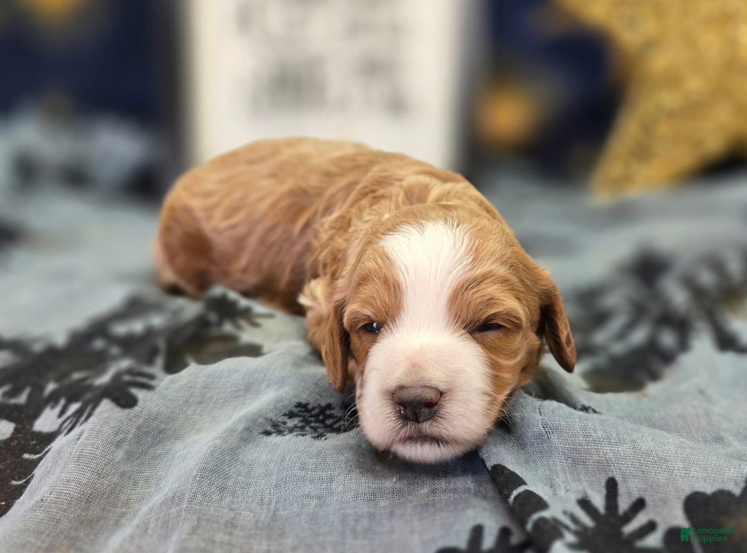 Cockapoo dogs for sale: Jingle - Ad 3